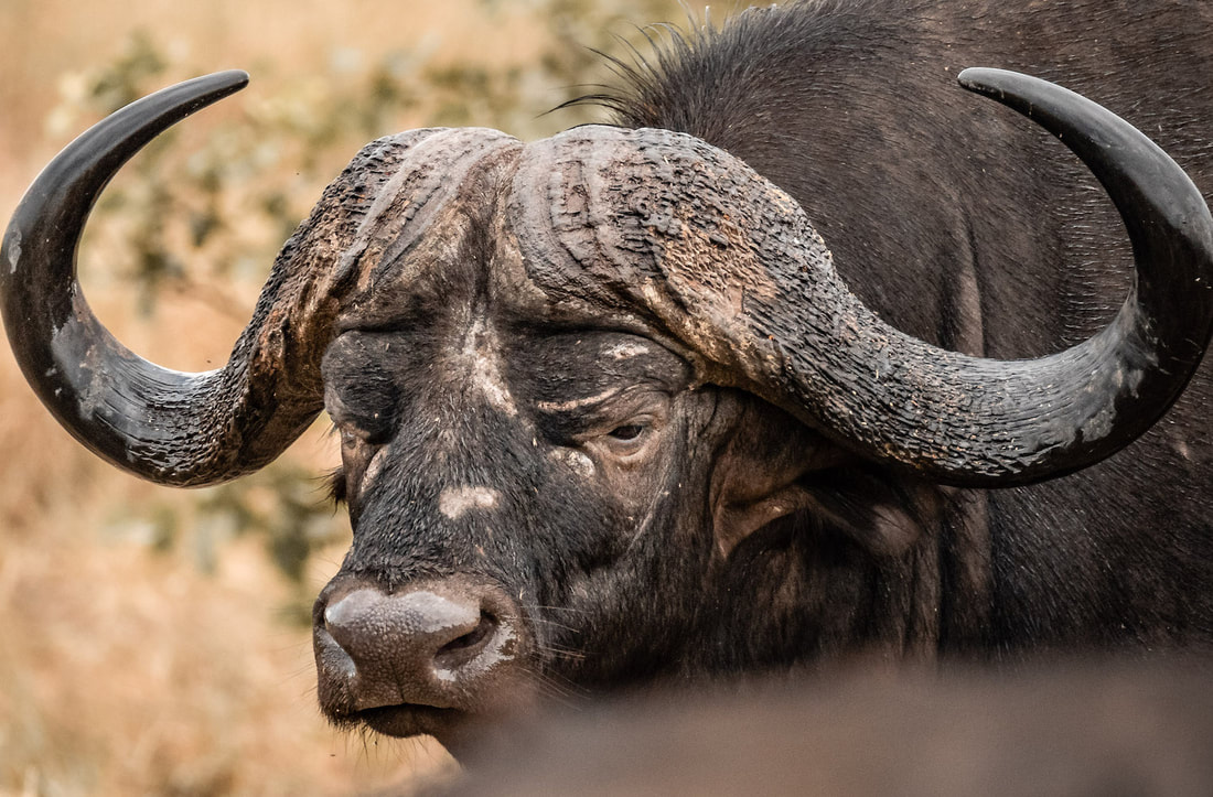 The rough horns of the typical Cape buffalo are its most distinguishing feature. 