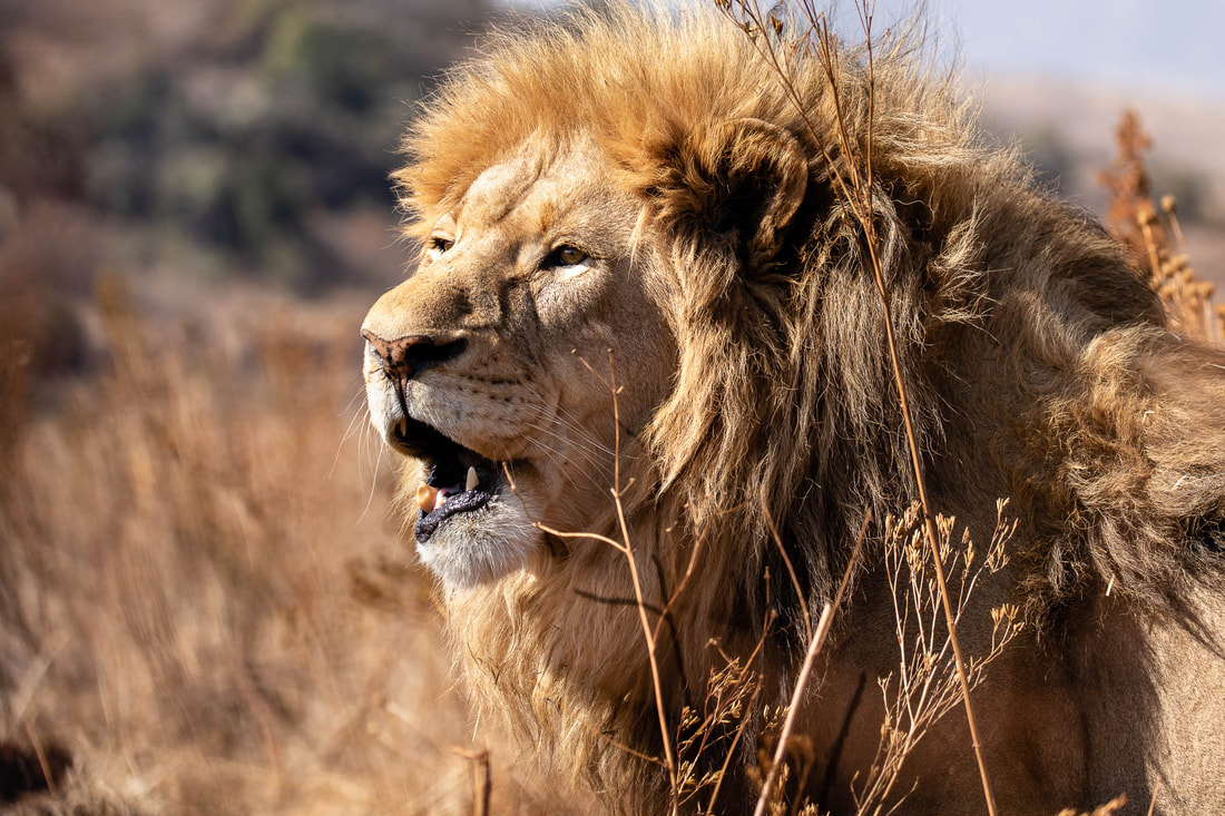 A lion's roar may be heard from at least 5 kilometers away, making it an effective territorial statement. As a species, lions have the ability to accurately determine the number of members in a roaring group and will only fight the intruders if they are confidently outnumbered. 