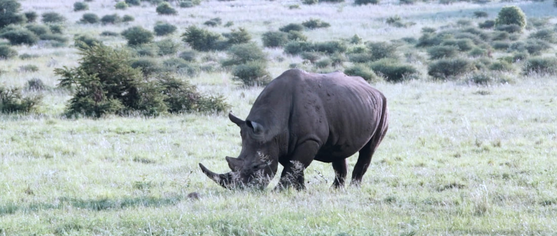 Image of a white rhino eating short grass, in an unknown location in Southern Africa. Preview image from the Rhino Cup Documentary, produced by Myles Pizzey.