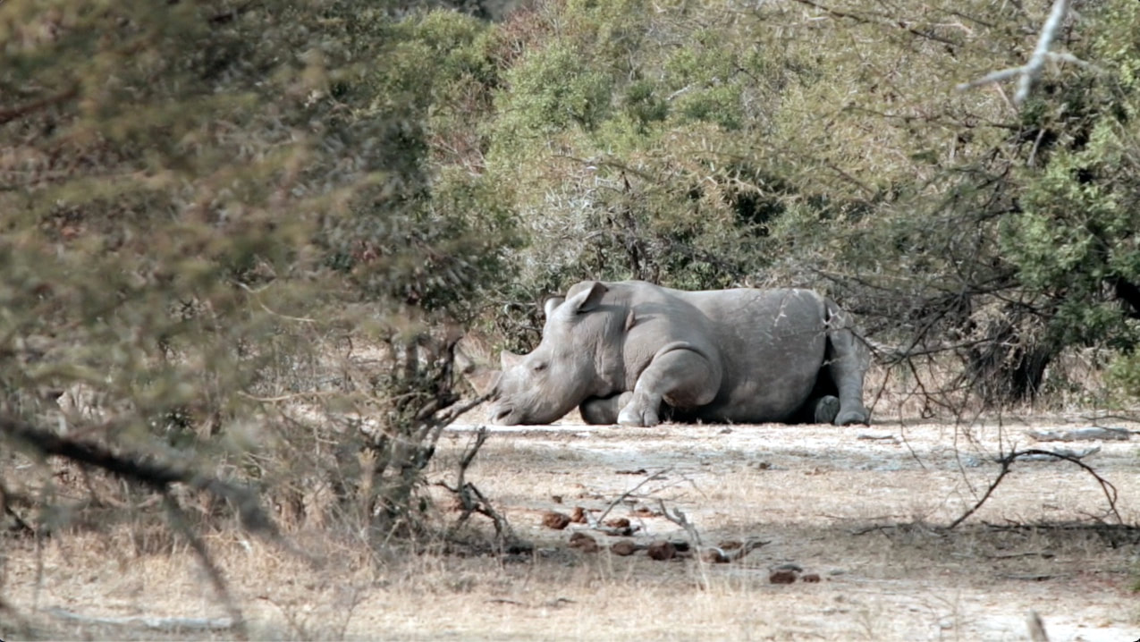 As the sun warms the African landscape, a white rhino bull is relaxing in the bushveld. During the hot and dry season, we spend the hottest parts of the day resting. While unwinding we wallow in mud to keep cool, if there is no mud, the dry dust and sand would have to be sufficient.