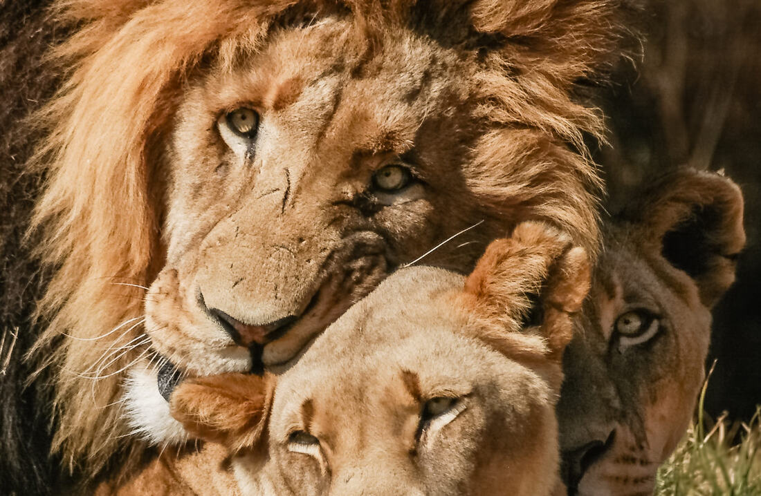 Lions are quite territorial and stay in the same place for many years. While resident males defend prides against competing coalitions, females aggressively defend their territory against other females. 