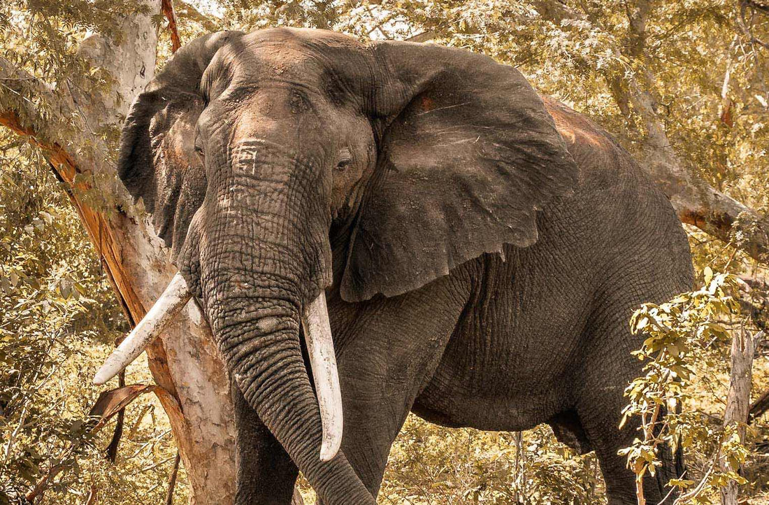 The African bull elephant does not provide a particularly paternal function, yet he is nonetheless necessary. Bull elephants' habit of moving from herd to herd helps maintain genetic diversity. Female elephants may choose and select their mates, which helps limit inbreeding. 