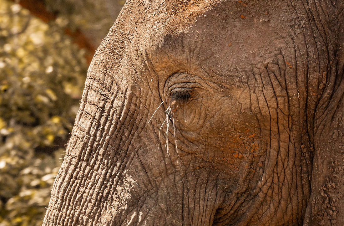Elephant skin is wrinkled in appearance, with African elephants more wrinkled than Asian elephants. Wrinkles act as a cooling mechanism by increasing the skin's surface area. 