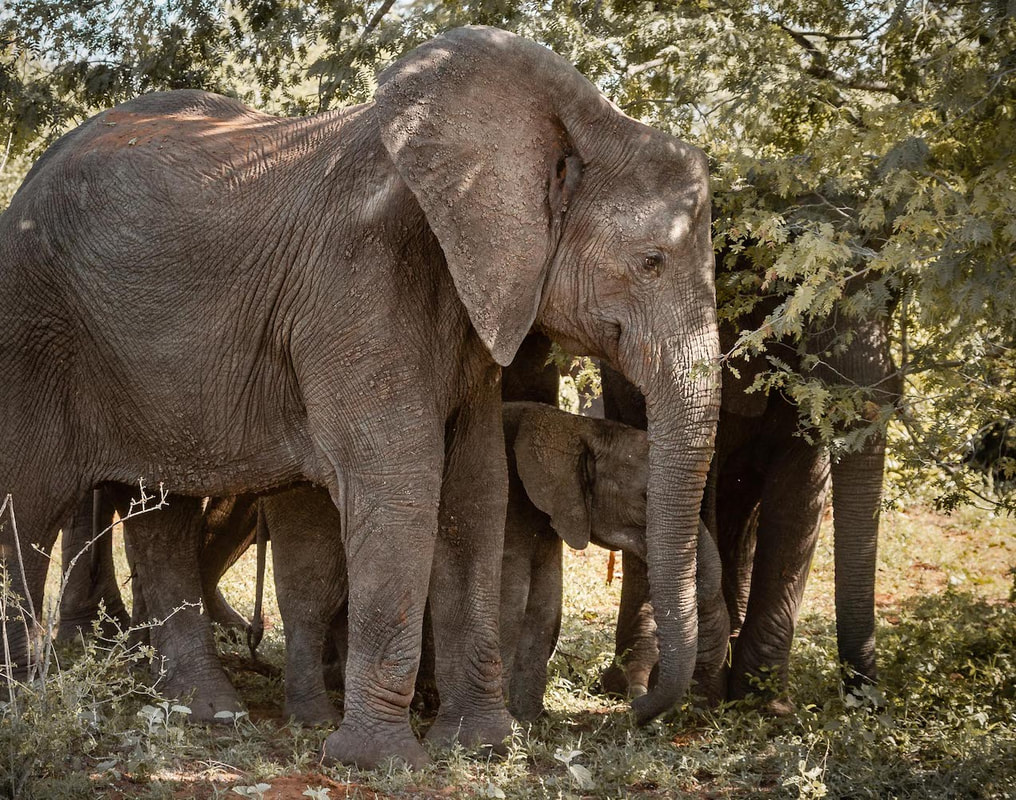 Elephant ears, which are nearly a sixth the size of the animal's total body, are largely used as a cooling mechanism. The thin skin of the ears exposes large networks of small blood veins. This is especially true at the ears' outer borders. 