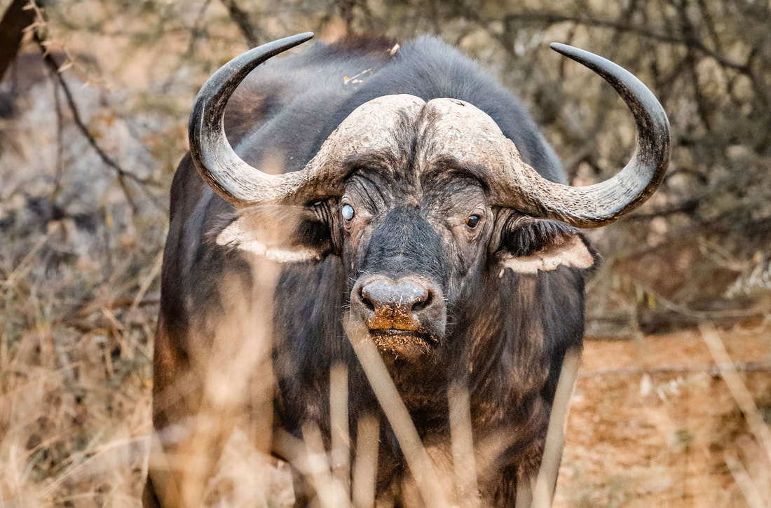 The average African Cape Buffalo lives 15 to 18 years.
