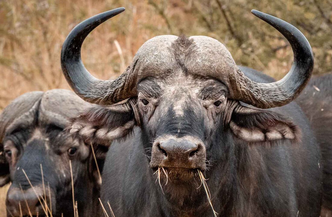 Buffalo are ruminant roughage grazers feeding predominantly on medium to tall, sweet, palatable grass species of 25-130 cm