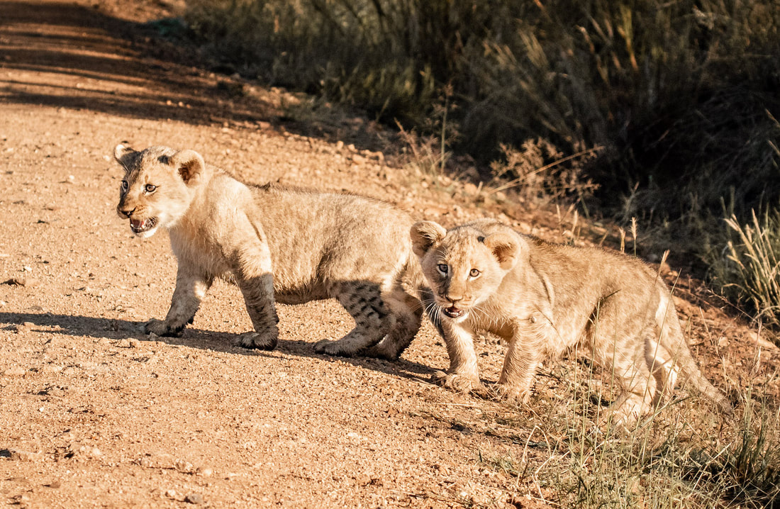 While lion cubs do eventually wean off their moms' milk at about eight months of age, they still rely on their mothers up until they become two years old. 