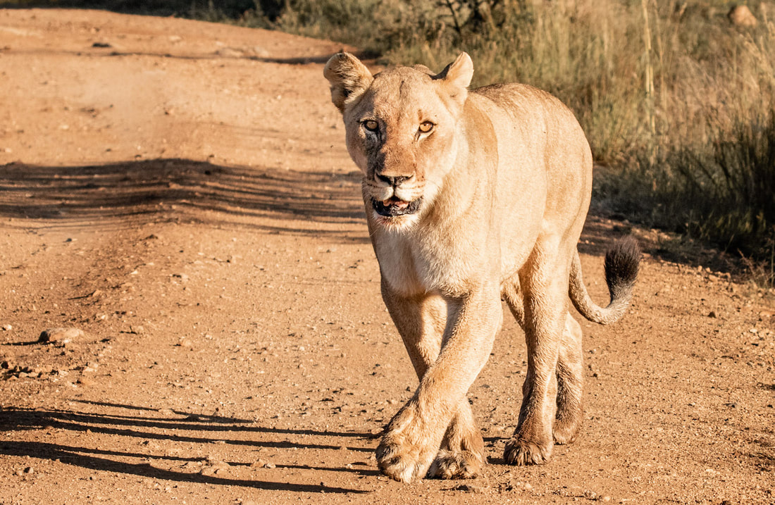 Female lions are just as dangerous as male lions, although they still have a playful side and remain that way in their adult years.