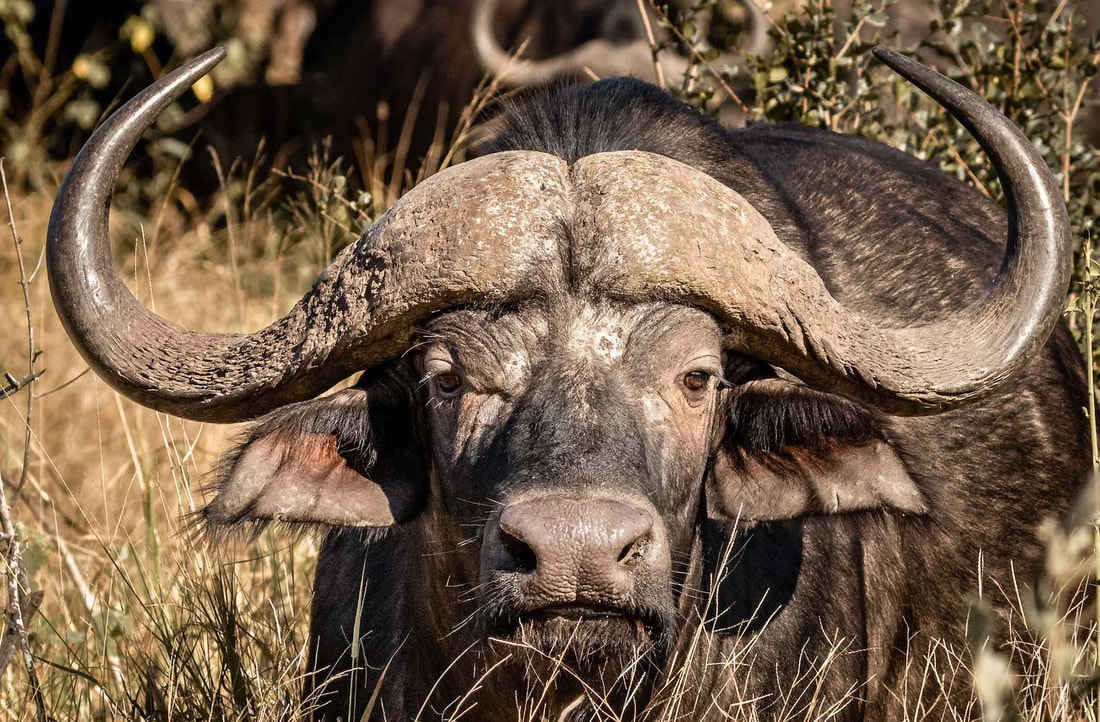 Old post-mature bulls do not follow the breeding herds but stay in thicket bush in riverine habitats. These bulls are extremely temperamental and will charge nearby animals or humans for no apparent reason.