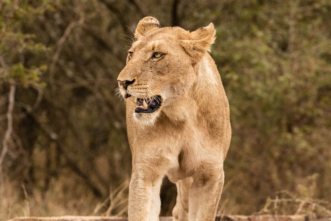 Female lions in a pride are usually related, and they stay in the area where they were born unless there isn't enough food, in which case females who are two years old have to leave. 