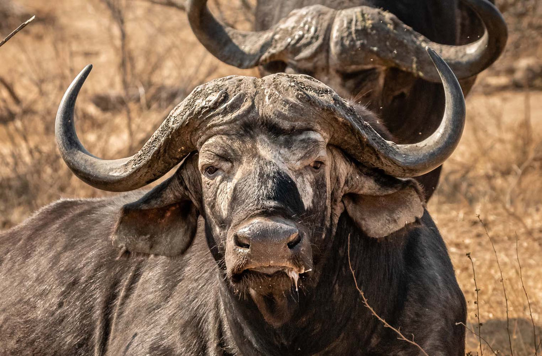 The male Cape Buffalo's horns grow big and can measure about 1.2 meters wide.