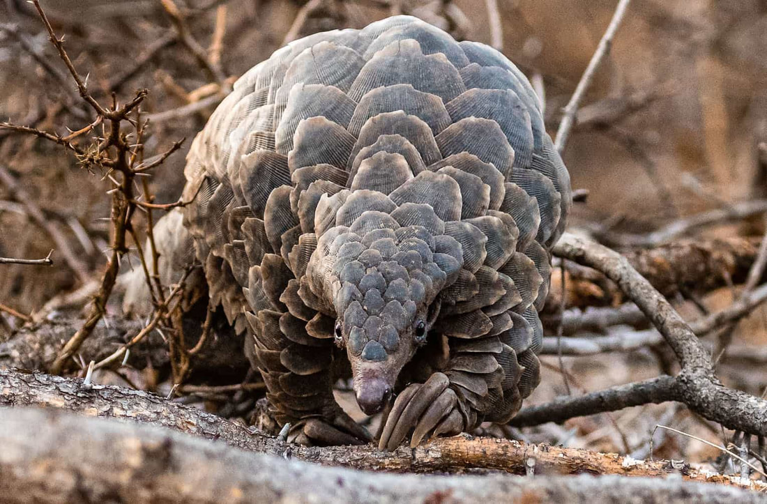 The Pangolin is the only known mammal in the world to have hard overlapping scales, that cover their entire body.