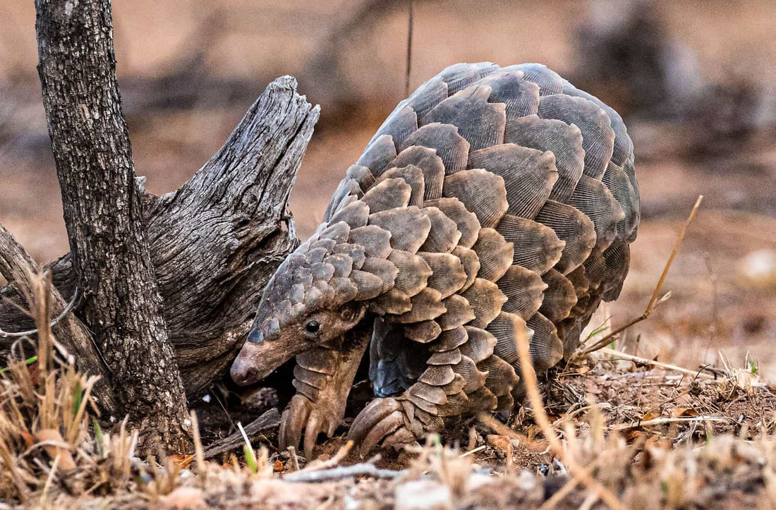  Pangolins have small eyes and poor vision, so they rely heavily on their sense of smell, and hearing.