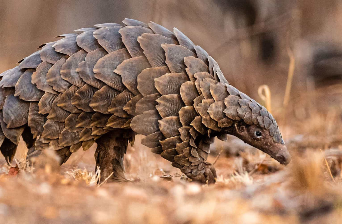Pangolins are amongst the smallest creatures to dwell on the earth and thee most harmless out of all the other creatures they share the earth with.