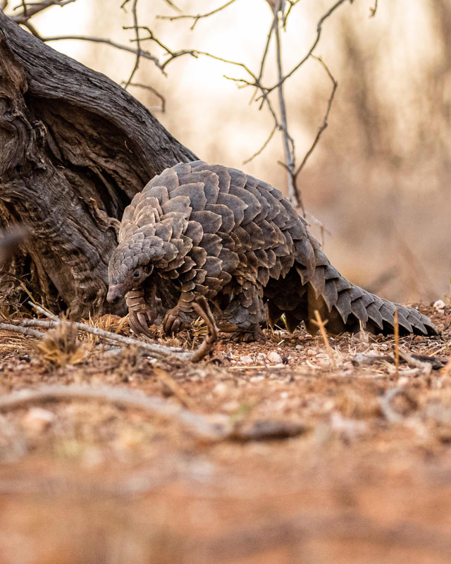 Pangolins are bipedal, meaning they can walk on their hind legs with the front limbs and tail held off the ground, and used as a counter-balance.