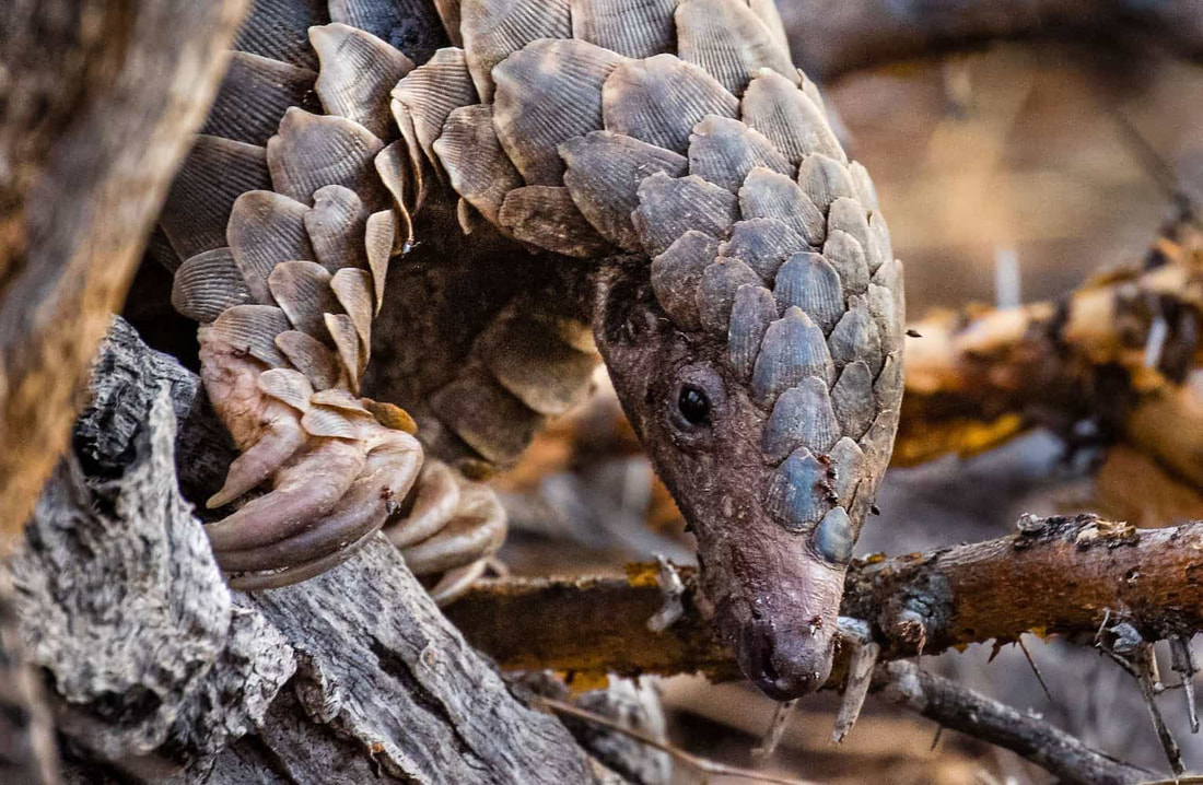 Pangolins rely significantly on their sense of smell and hearing due to their weak eyesight. As a result, they are able to detect both their prey and the presence of potential dangers. 