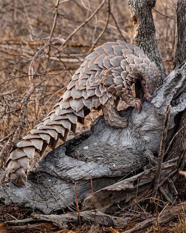 Twenty percent of a pangolin's body mass is accounted for by its tough scaly exterior. Their scales seem more like pine cones than anything a reptile would have. 