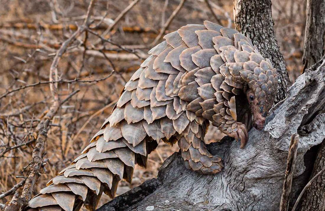 Pangolins in captivity is extremely detrimental to not only our species but our well being as we fall susceptible to diseases. Our true strength and prosperity lays in being “FREE” and roaming the landscapes of the earth. 