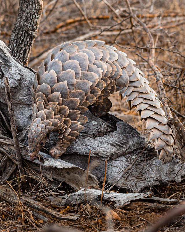 Shy, sensitive pangolins save our planet. They devour 70 million insects annually. This conserves food for ecosystems, aerates soil, and helps insects, animals, and humans survive. 