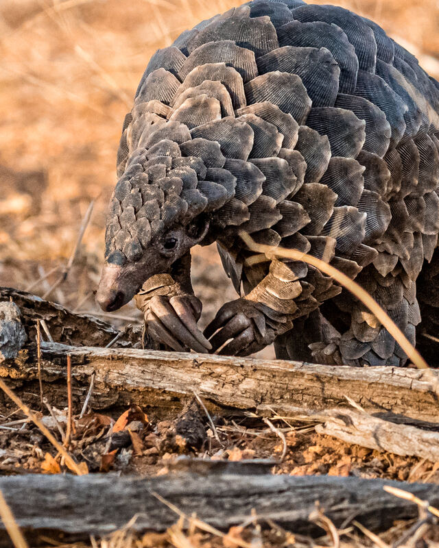 Pangolins enjoy living in deep burrows, thus they must be able to dig into the rough terrain. Because of this, their claws are long and curved. 