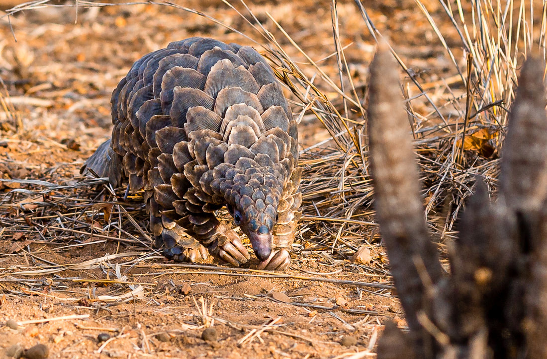 The second biggest threat to pangolins is habitat loss. As more and more land being converted for agriculture and farming, the pangolin's habitat is shrinking.