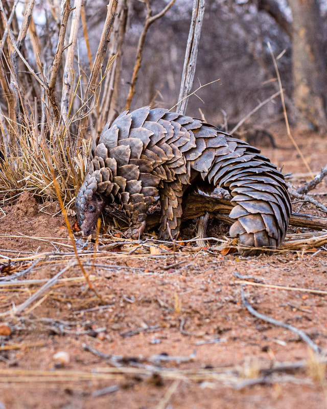 It is believed that the pangolin has existed on Earth for approximately 80 million years, making it an ancient creature. 