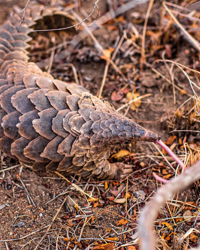Pangolins are insectivorous, meaning they consume insects, and the majority of their food consists of ants and termites, which they grab with their incredibly long, sticky tongues. 