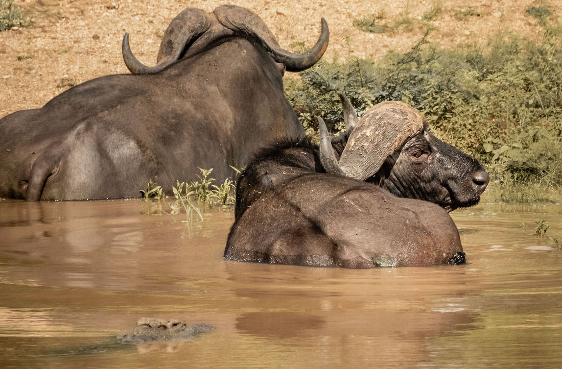 Buffalo are always found close to surface water and inhabit riverine and marshy areas and drainage lines. They drink 30-40 litres of fresh water once or twice a day and take frequent mud baths, rolling around until the majority of skin is covered.