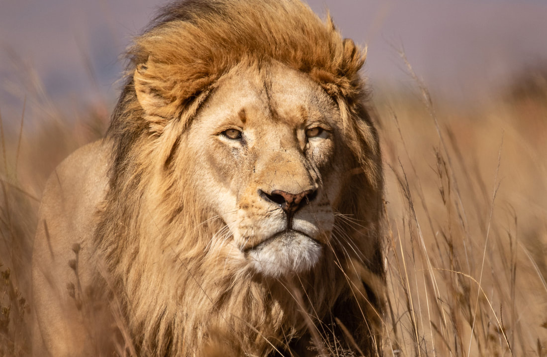 A lion's mane is a sign of health and strength and contributes to its threatening image. A healthier lion with enough testosterone will have a darker, fuller mane.