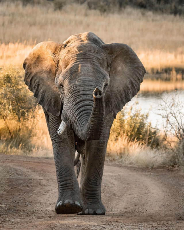 An elephant's trunk is an extremely powerful appendage thanks to the presence of 40,000 muscles. As a point of contrast, the human body is comprised of 600 individual muscles.