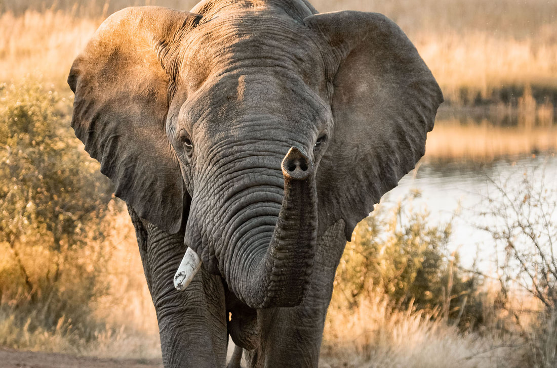 Elephants have a trunk as an extension of their top lip and nose. It is used to pick up things, take in and let out air, eat and clean, smell and drink, lift and carry things, make noise and talk to each other, defend oneself, and take in information about the environment. 