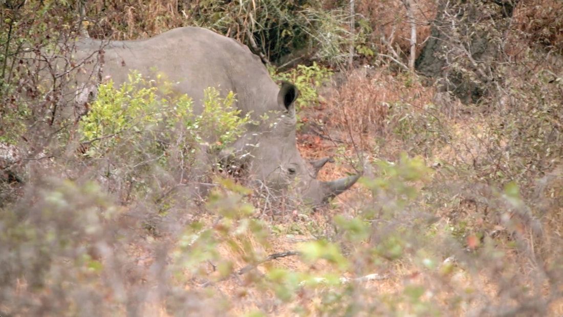 This photo is of a white rhino grazing in the African bushveld.