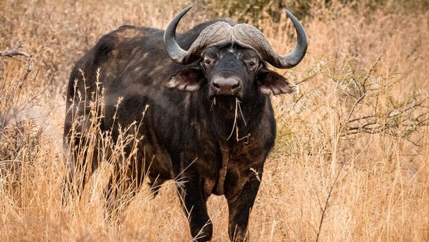 Female buffalo image, somewhere in the African bush. As protective as I am over my calf, the entire heard will look after our young as their very own when moments of danger come our way.