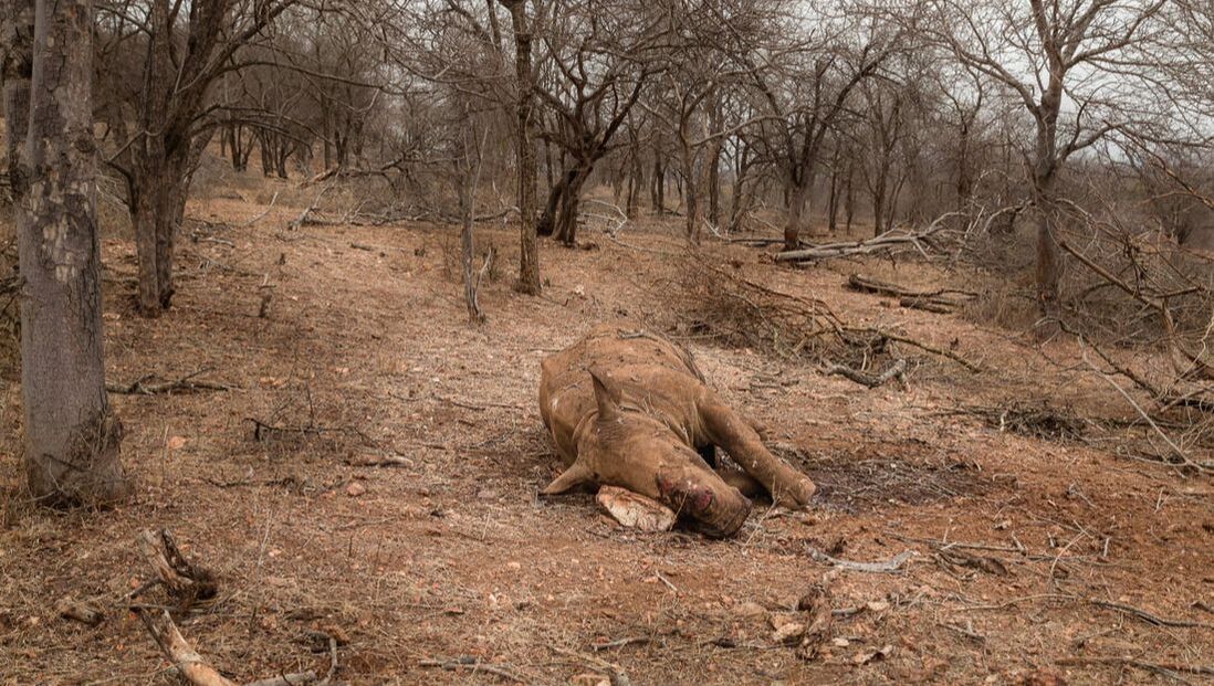 In this image lies a young white rhino that was poached on a game reserve in South Africa. Male white rhinos have existed in the African continent for more than a million years and play a huge role in the ecosystem of our continent. The conservation of the white rhino is essential to Wild and Free Foundation. 