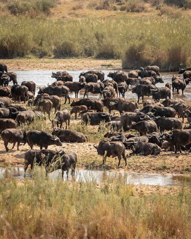 Buffalo family groups are relatively stable and have demarcated home ranges, although large herds tend to follow a seasonal cyclic movement of mini-migrations triggered off by the availability of water and food sources.