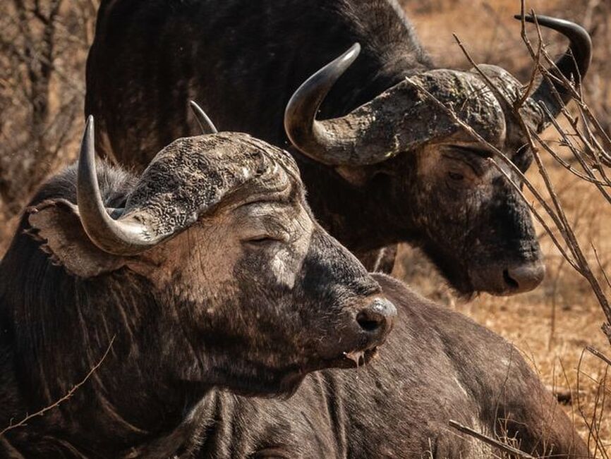 Hierarchy is mostly enforced by aggressive visual displays rather than by physical fighting. During the rut the leading breeding bull forces the sub-adult bulls out of the family group to join bachelor herds.