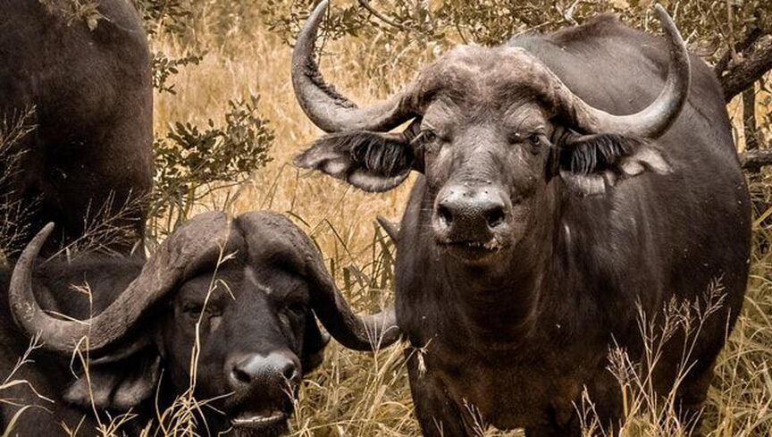 Buffalo cows remain at their calf's side until the calf reaches adulthood, at which point they embark on their own adventure with the herd. 