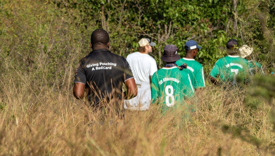 Football team activities, such as removing snares on a local farm, have been recognized as crucial in conservation efforts that have successfully reduced wildlife crimes in these wildlife-rich communities.