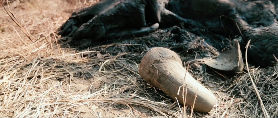 Image of a young white rhino poached with the rhino horn still next to the crime scene, unknown location in Southern Africa. Preview image from the Rhino Cup Documentary, produced by Myles Pizzey.