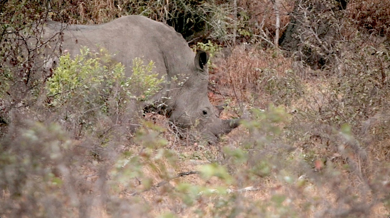 A white rhino bull makes his way through the African bushveld.